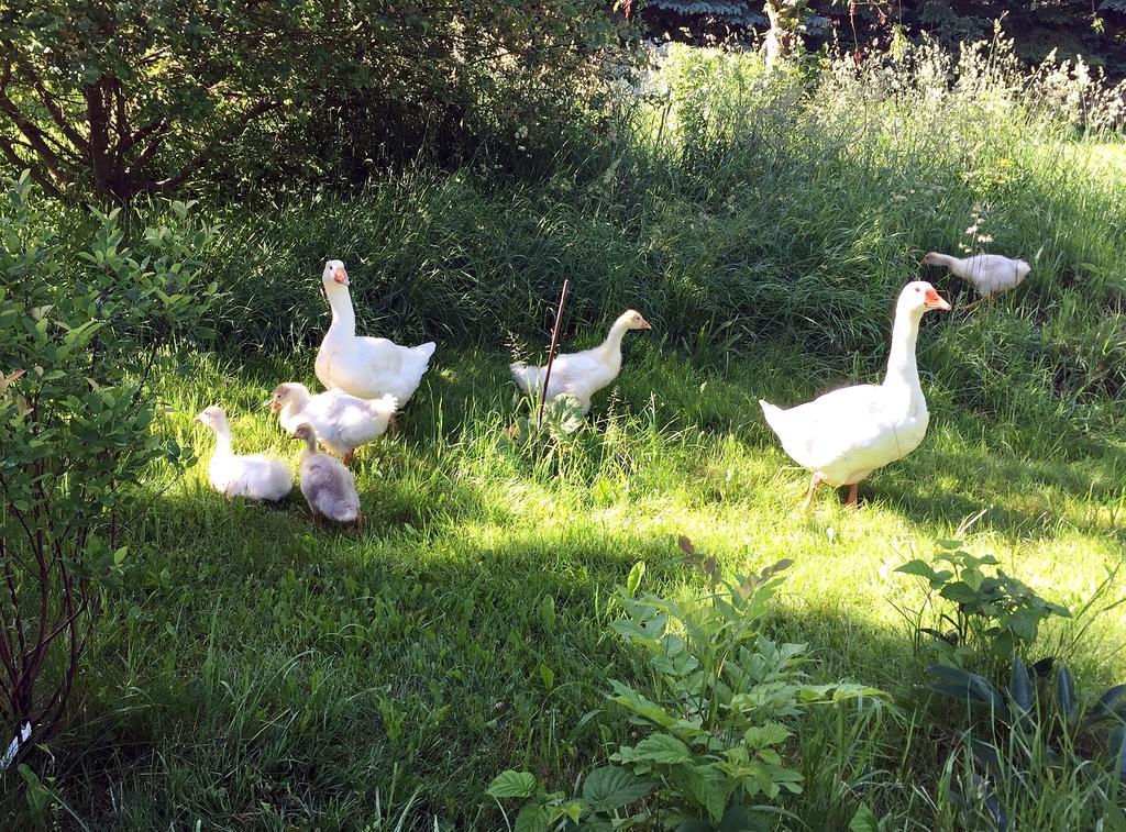 Fachwerkhaus 4 Birken Villa Rumpshagen Esterno foto